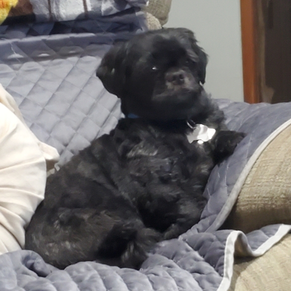 Meet your Posher, Jenny - Picture 3 of 4